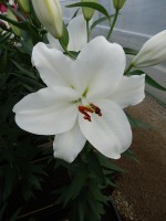 [4273 Magriet Slijkerman Mak No02.JPG]